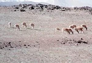 Tibet: CHIRU / Tibetan ANTELOPE - herd of females on summer