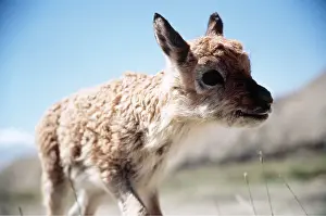 Infant: CHIRU / Tibetan ANTELOPE - Infant