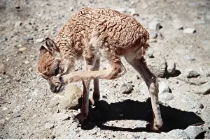 Scratching: CHIRU / Tibetan ANTELOPE - Infant scratching