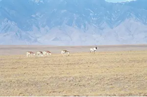 Tibet: CHIRU / Tibetan ANTELOPE - Male with harem on winter
