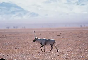 Tibet: CHIRU / Tibetan ANTELOPE - male in winter breeding colours