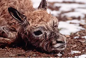Tibet: CHIRU / Tibetan ANTELOPE - newborn, head