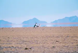 Preparing: CHIRU / Tibetan ANTELOPE - preparing to mate. Courtship