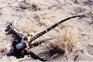 Tibet: CHIRU / Tibetan ANTELOPE - skull, horns and bones in sand