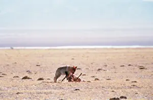 Bill Bleisch: CHIRU / Tibetan ANTELOPE - wolf feeds on male carcass