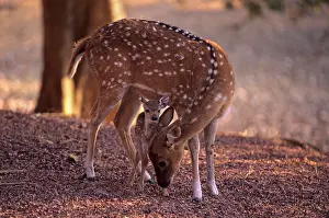 Chital: Chital - caring for a new born