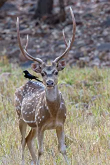 Chital: Chital / Cheetal / Spotted / Axis Deer and