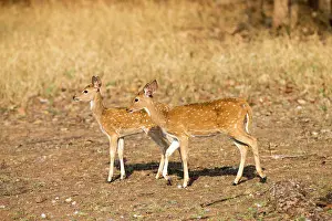 Chital: Chital / Cheetal / Spotted / Axis Deer