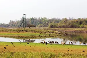 Chital: Chital / Cheetal / Spotted / Axis Deer