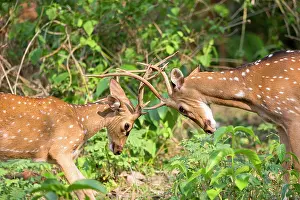 Chital: Chital / Cheetal / Spotted / Axis Deer fight