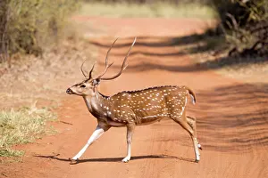 Chital: Chital / Cheetal / Spotted / Axis Deer male