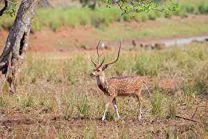 Chital: Chital / Cheetal / Spotted / Axis Deer male