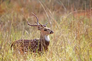 Chital: Chital / Cheetal / Spotted / Axis Deer male