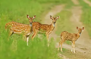 Chital: Chital females and young
