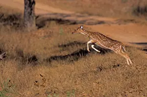 Chital: Chital - leaping