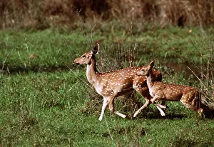 Chital: CHITAL / SPOTTED / AXIS DEER