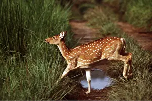 Tracks: CHITAL / SPOTTED / AXIS DEER - crossing dirt track