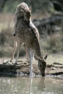 Joanna Van Gruisen: CHITAL / SPOTTED / AXIS DEER - drinking at water