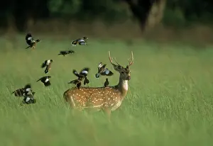 Chitals: Chital / Spotted / Axis DEER - with flock of Indian