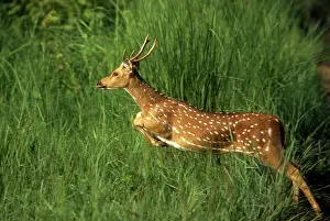 Chitals: Chital / Spotted / Axis DEER - leaping through grass
