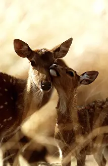 Chris Brunskill: CHITAL / SPOTTED / AXIS DEER - nuzzling young
