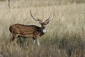 Chitals: Chital / Spotted Deer