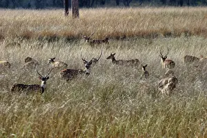 Chitals: Chital / Spotted Deer