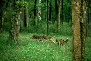 Chitals: Chital / Spotted Deer