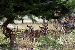 Chital: Chital / Spotted Deer