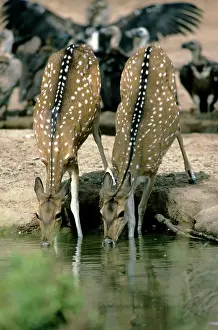 Chital: Chital / Spotted Deer