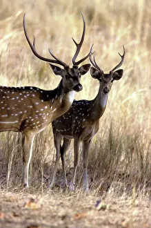 Chital: Chital / Spotted Deer