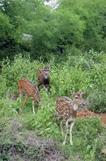 Chital: Chital / Spotted Deer