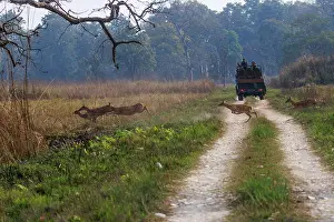 Chital: CHITAL OR SPOTTED DEER