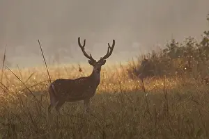 Chital: CHITAL OR SPOTTED DEER