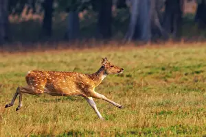 Chital: CHITAL OR SPOTTED DEER