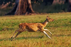 Chital: CHITAL OR SPOTTED DEER