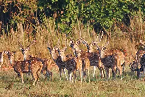 Chital: CHITAL OR SPOTTED DEER