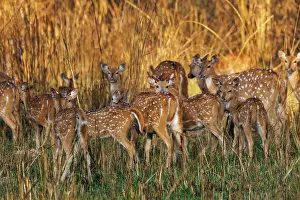 Chital: CHITAL OR SPOTTED DEER