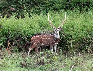 Chital: Chital / Spotted Deer/ Axis Deer - Stag