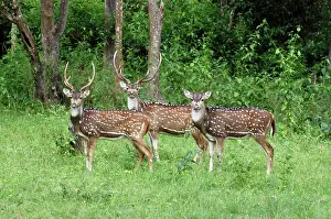 Chital: Chital / Spotted Deer / Axis Deer - stags and doe