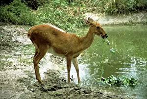 Chital: CHITAL / Spotted Deer - eating