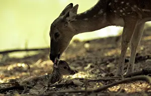 Chitals: CHITAL / spotted deer with fawn