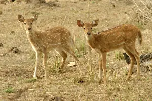 Chitals: Chital / Spotted Deer - fawns