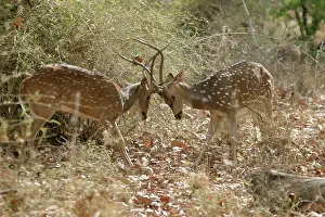 Chitals: Chital / Spotted Deer - fighting