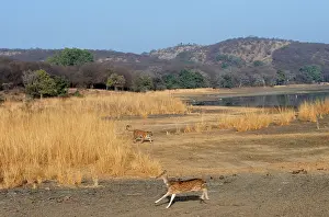 Chital: CHITAL / Spotted Deer - fleeing from Bengal / Indian Tiger