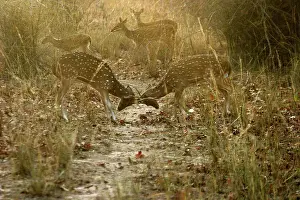 Chitals: Chital / Spotted Deer - Two in headlock, with others behind
