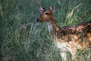 Chital: Chital/spotted deer in long grasses