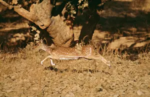 Chital: CHITAL / SPOTTED DEER - runs