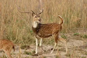 Chitals: Chital / Spotted Deer - stag calling