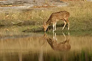 Chitals: Chital / Spotted Deer - stag drinking at water